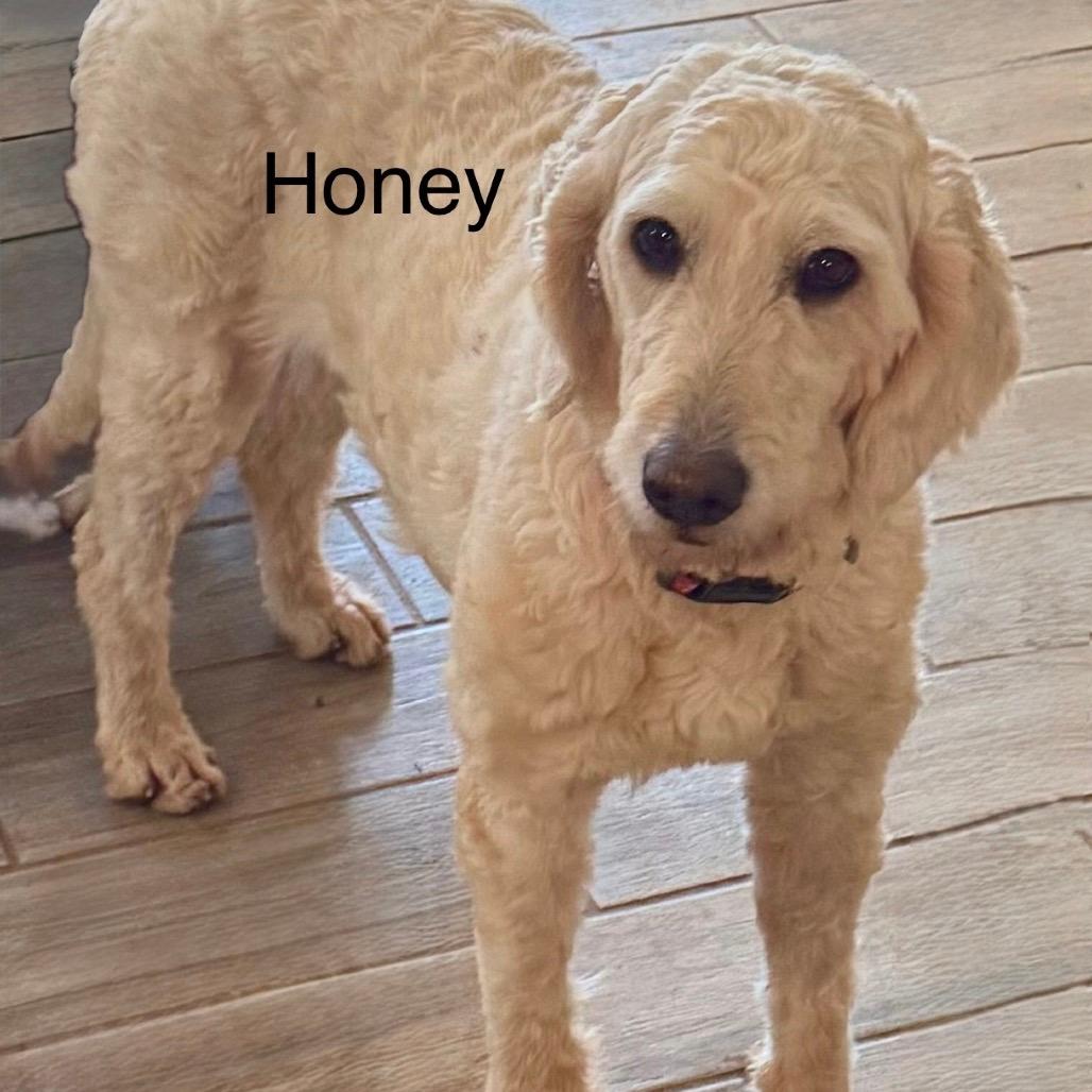 Honey