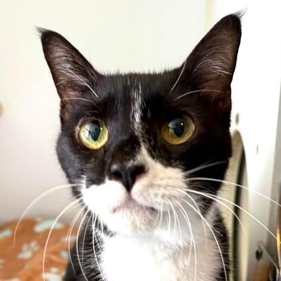 Mr. Boots