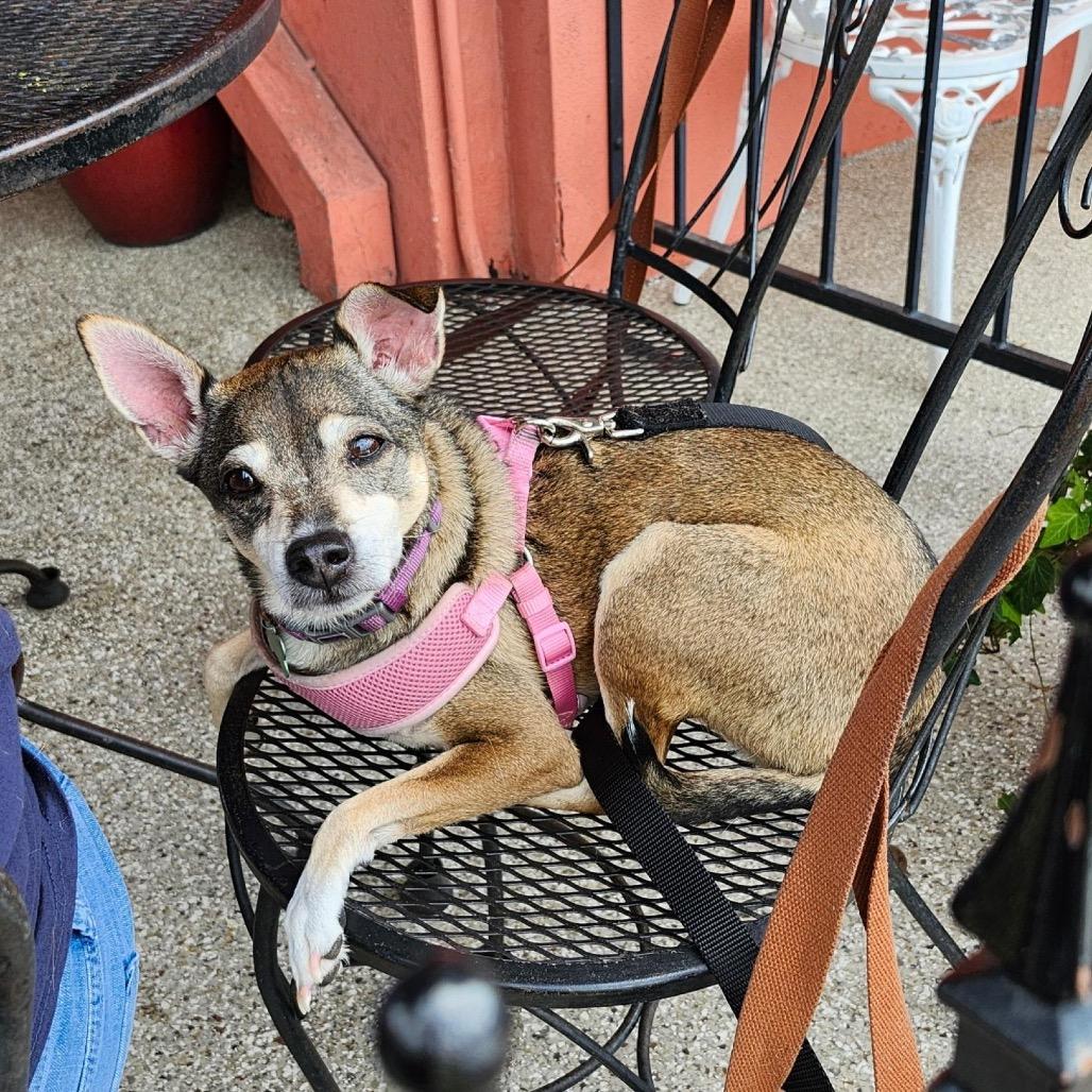 Abby (Reduced Rover)