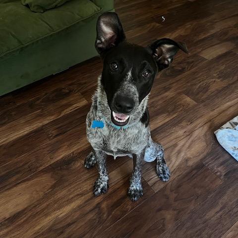 Liesl