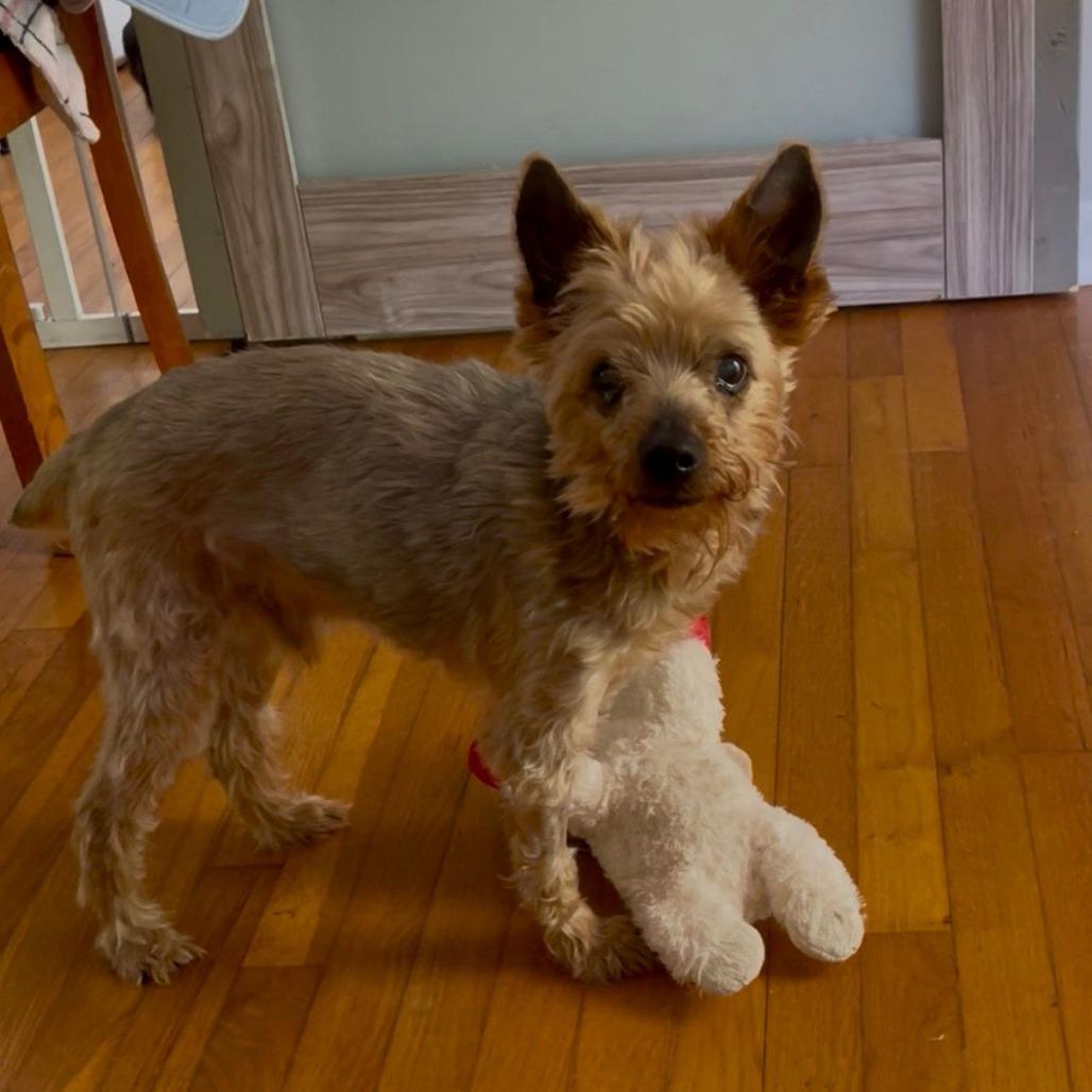 Picture of Georgie