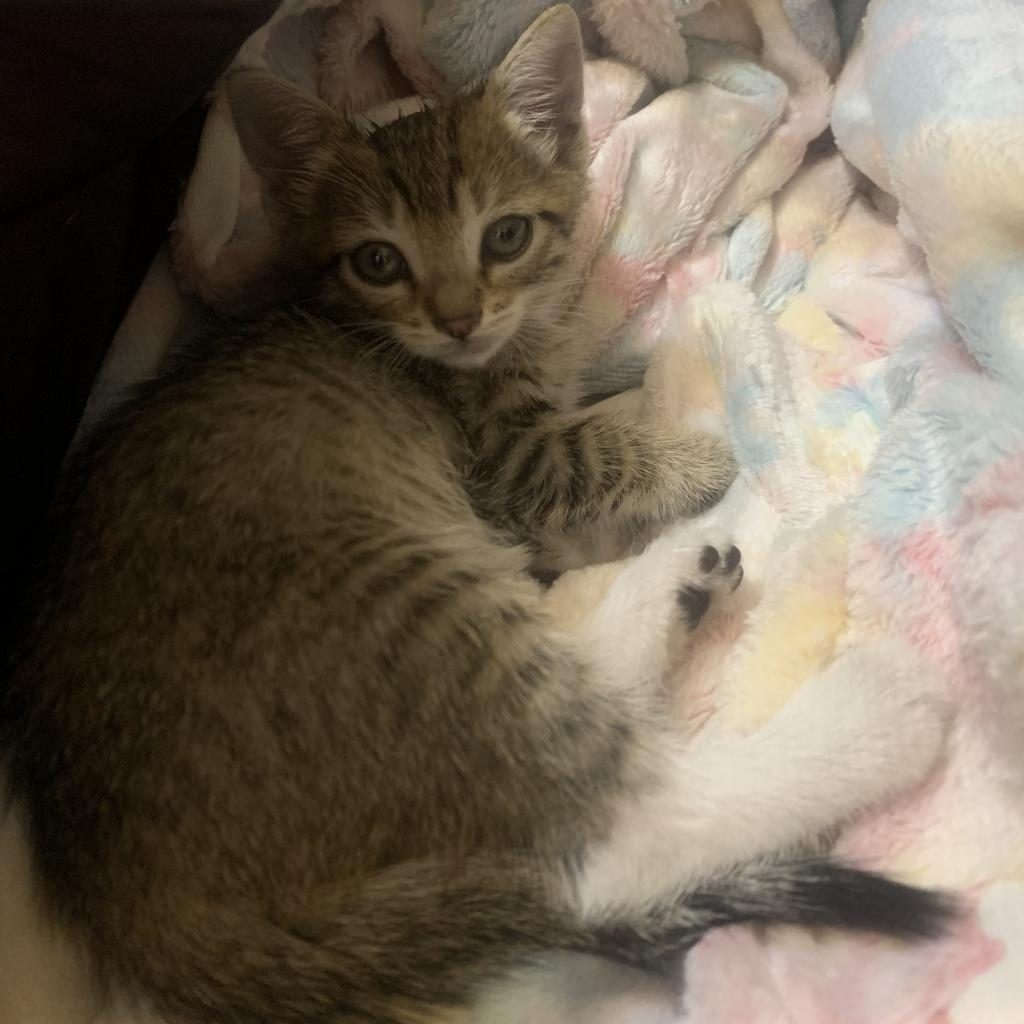 Itty Bitty