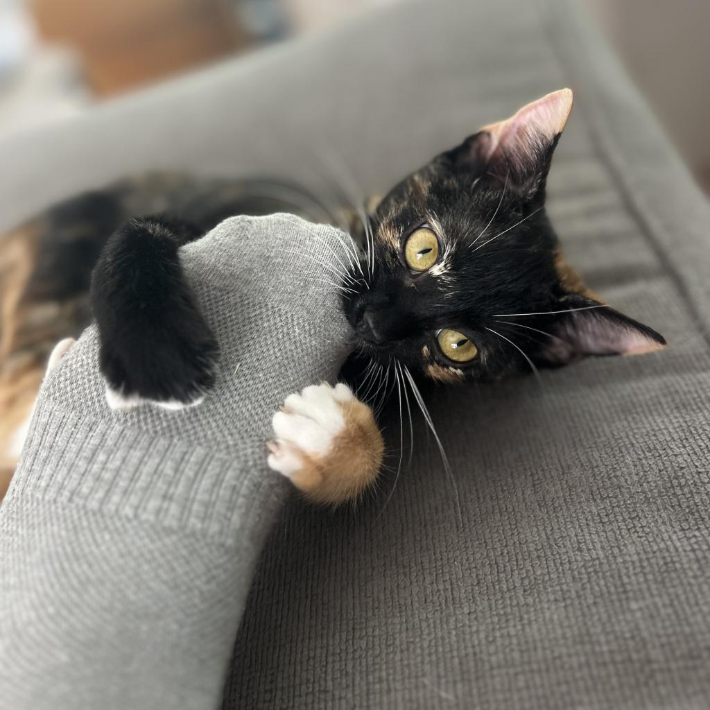 Tortilla