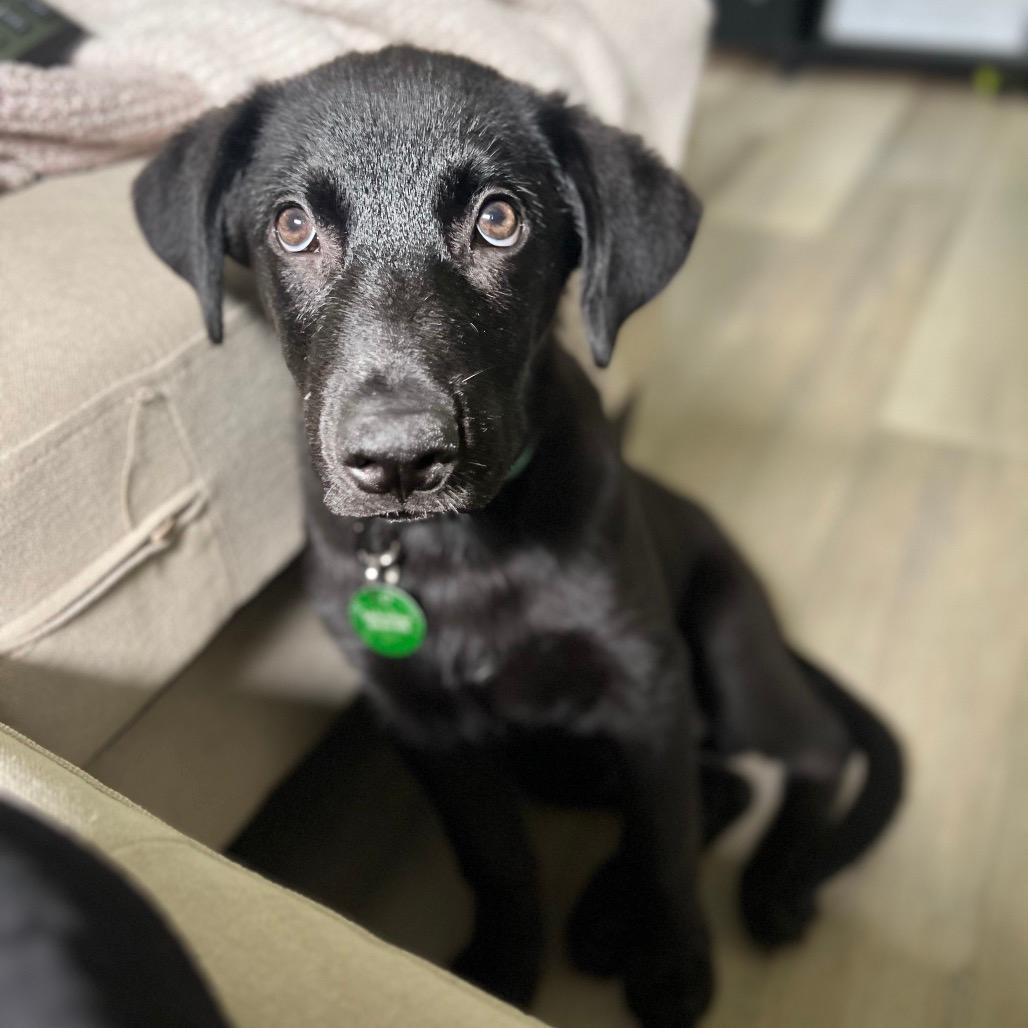 Bubba