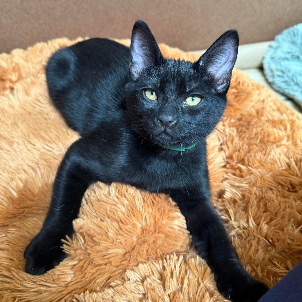 Hershey (Green)