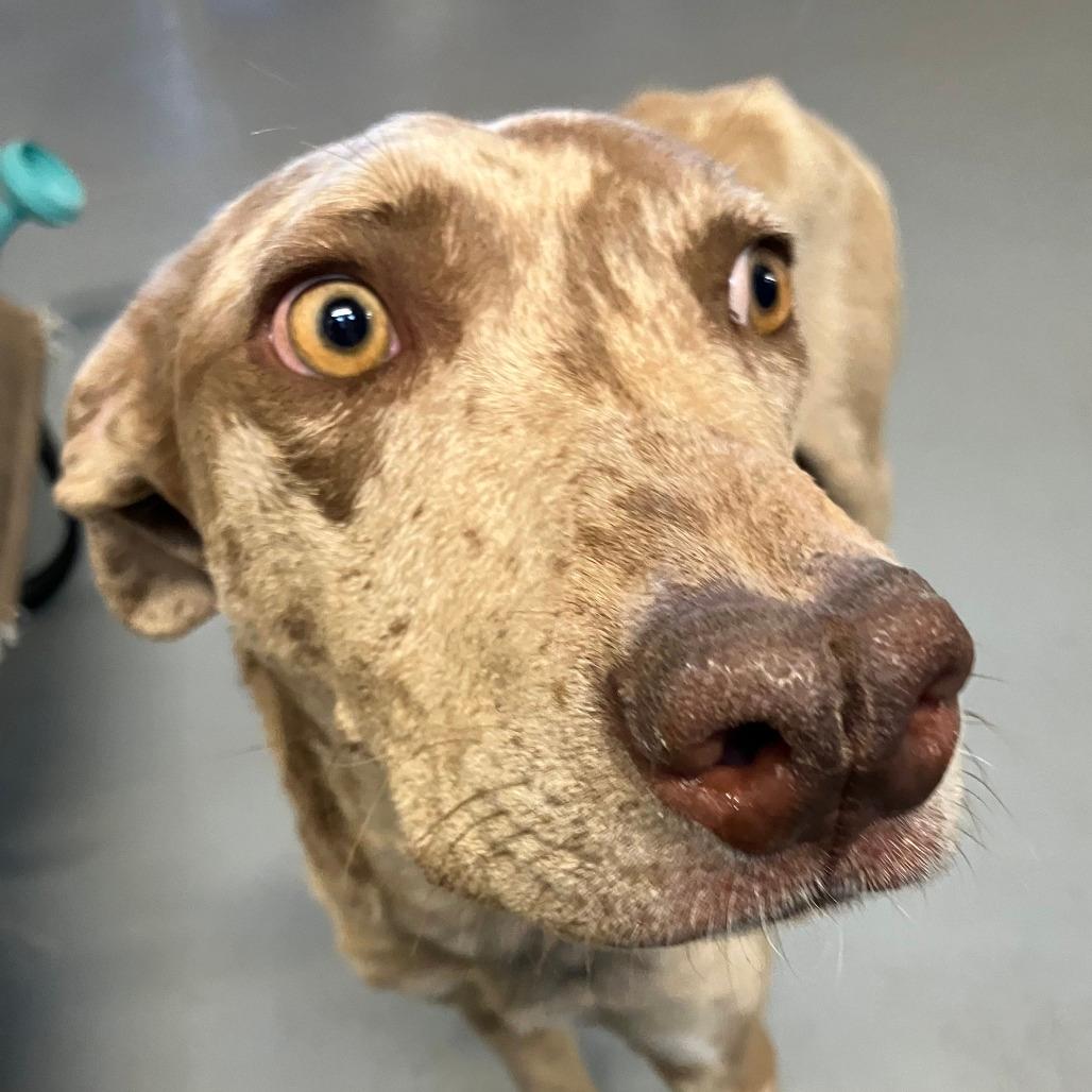 Adoptable Hound Dogs | Chewy.com