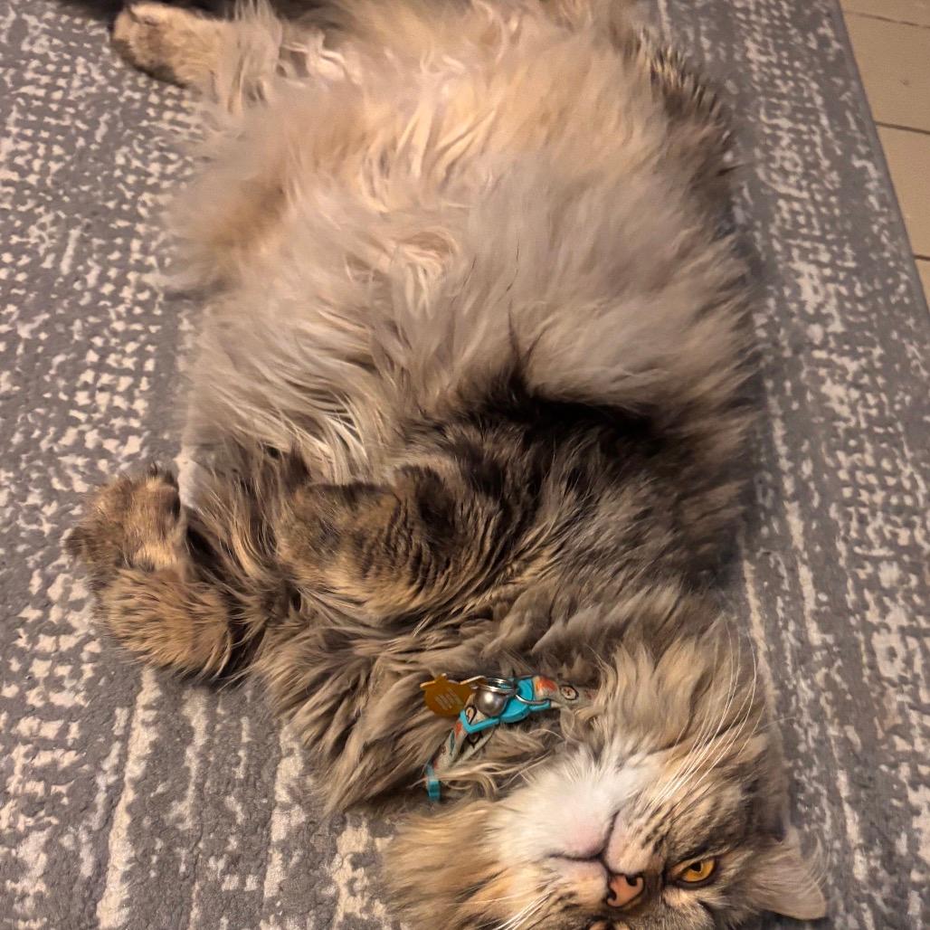 Gizmo