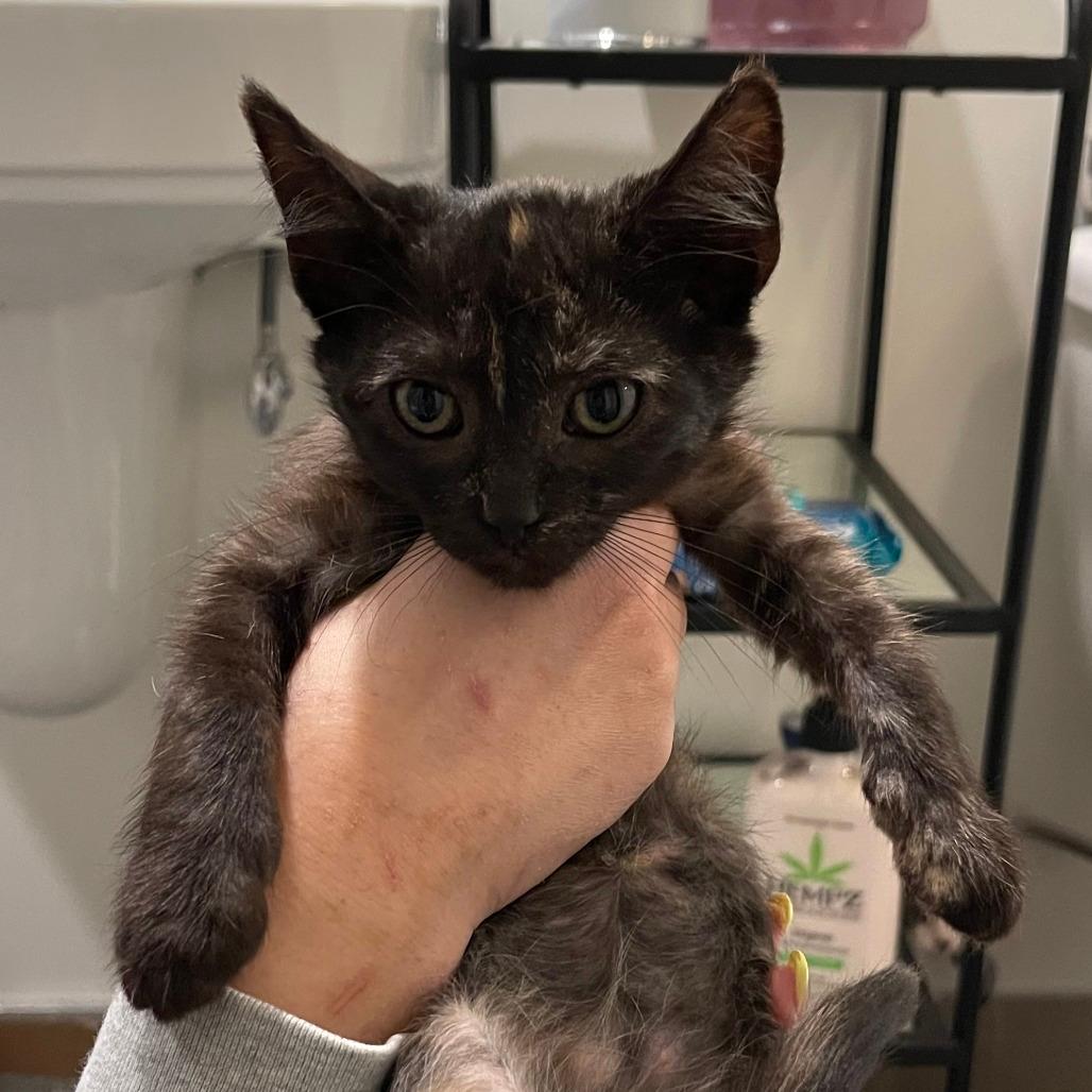 Chloe
