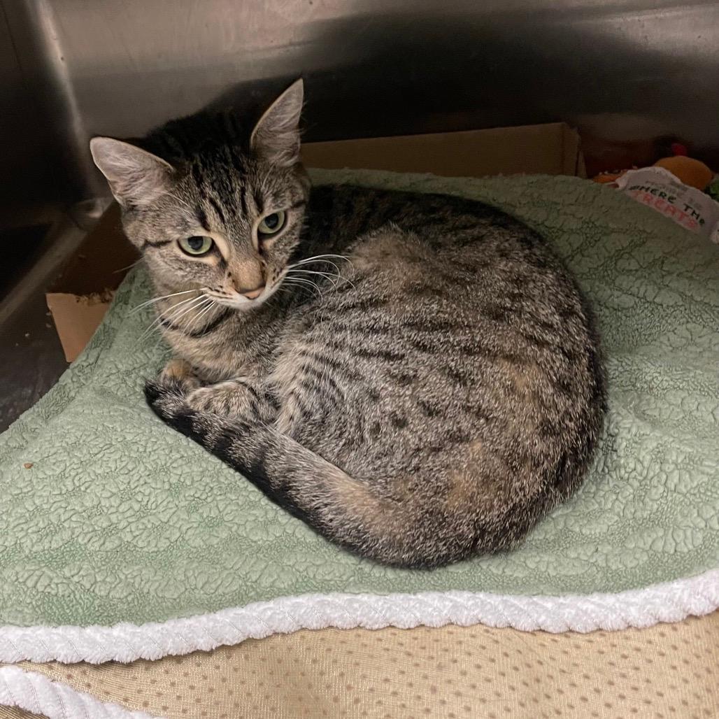 DAPHNE (bonded w/Lilly)