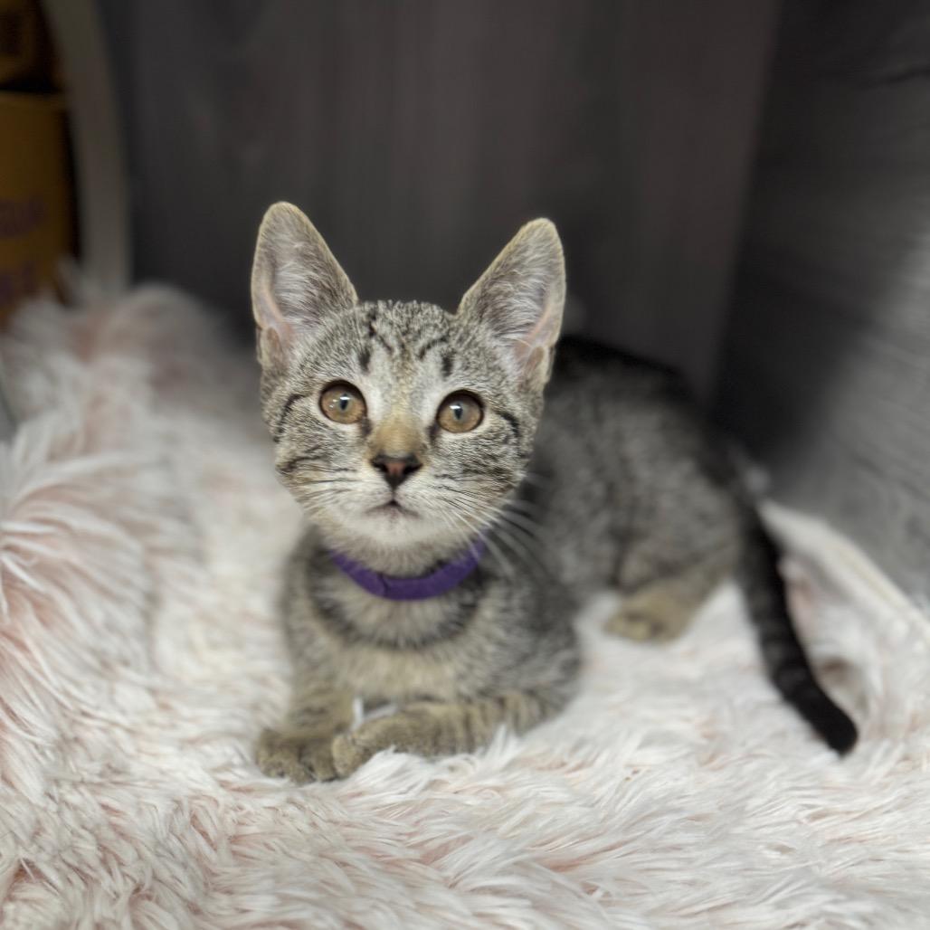 Buffy (purple collar)