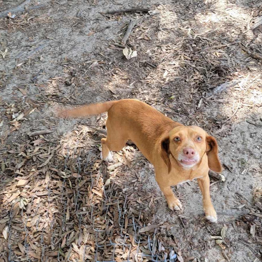Gracie