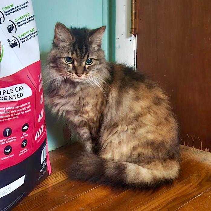 Miz Kitty