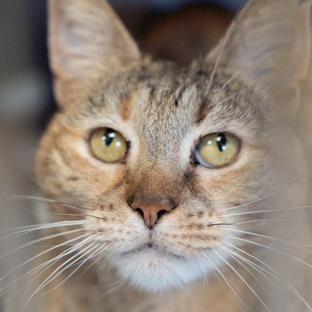 Mama Cat - IN FOSTER