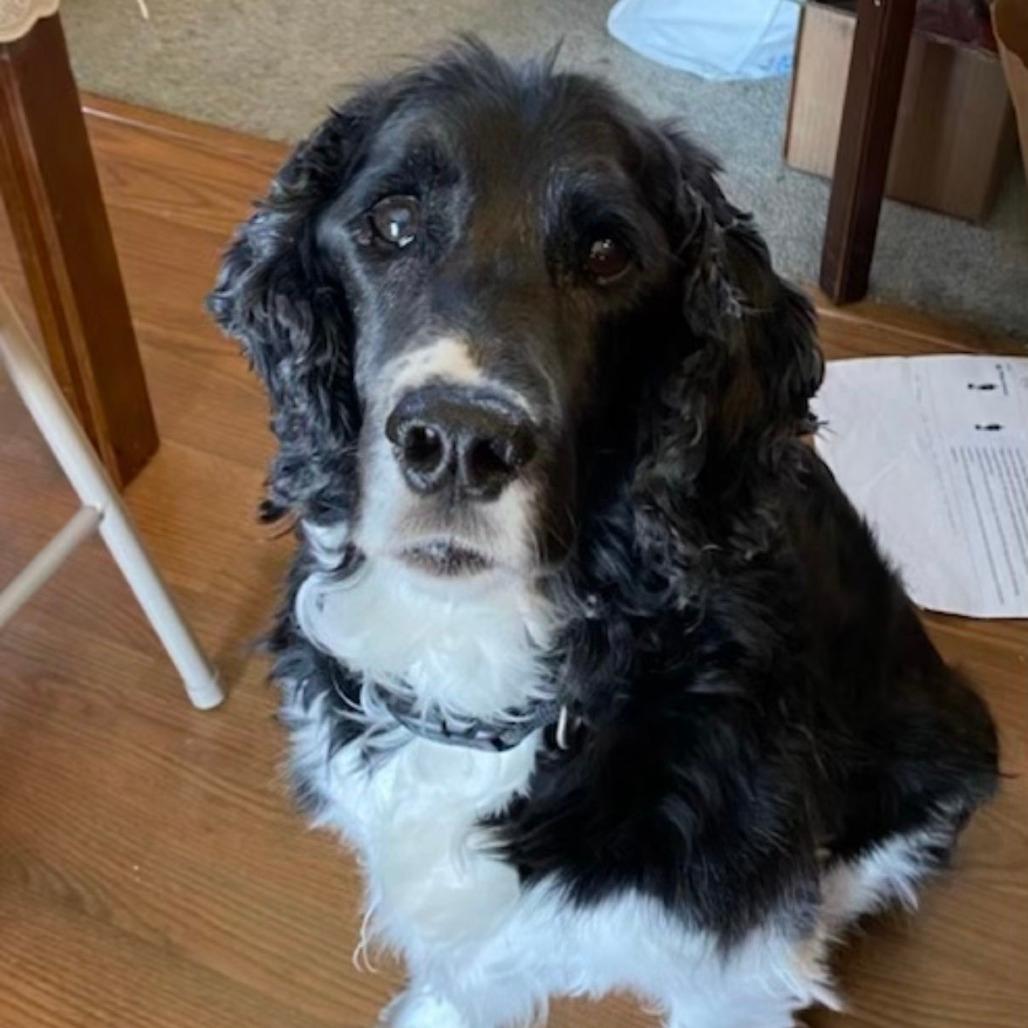 Picture of Pepper 