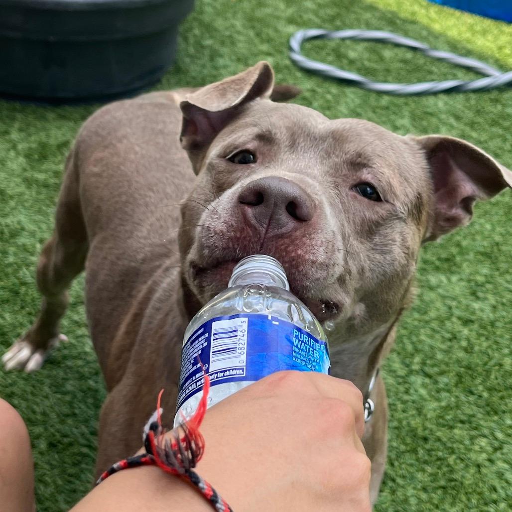 Journey (Foster)