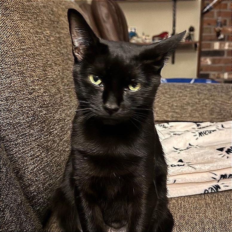 Cali-In Foster