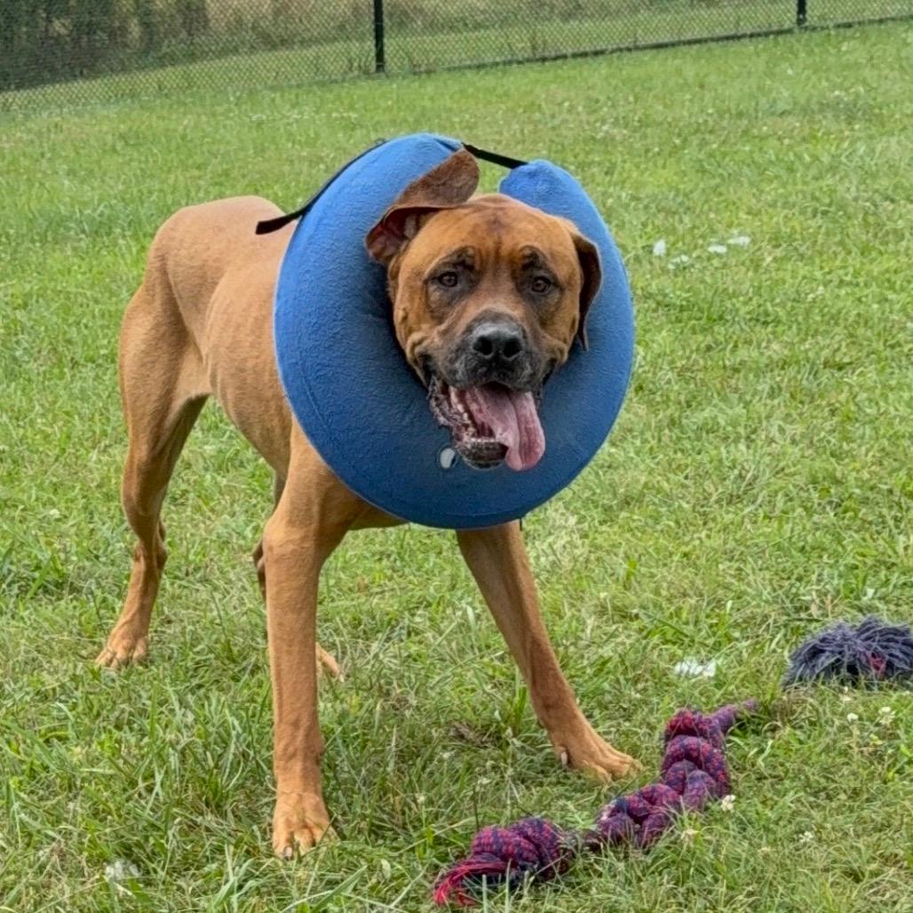 Meatball