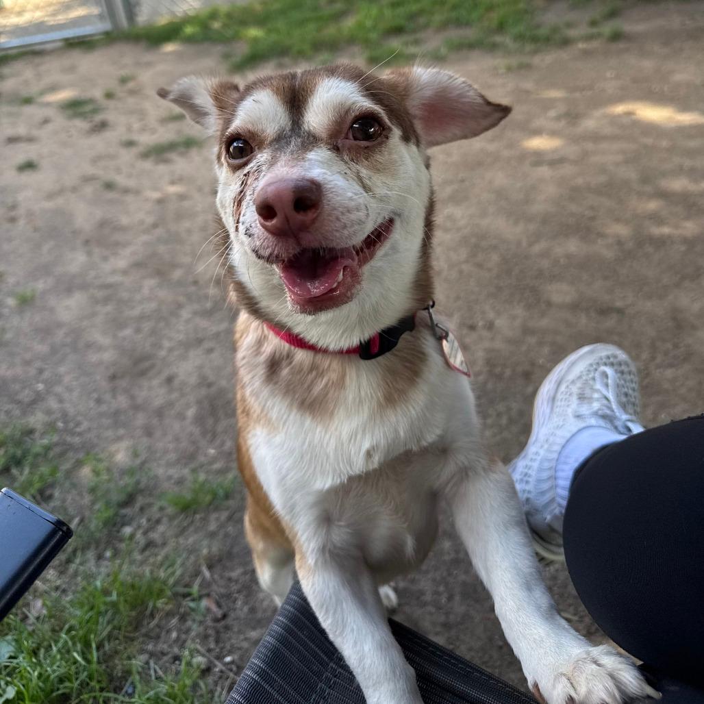Scotty-In foster