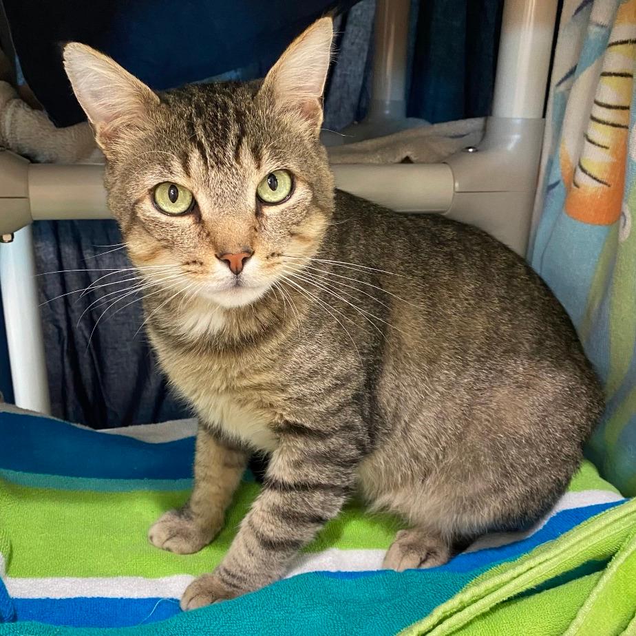 Mau-In foster