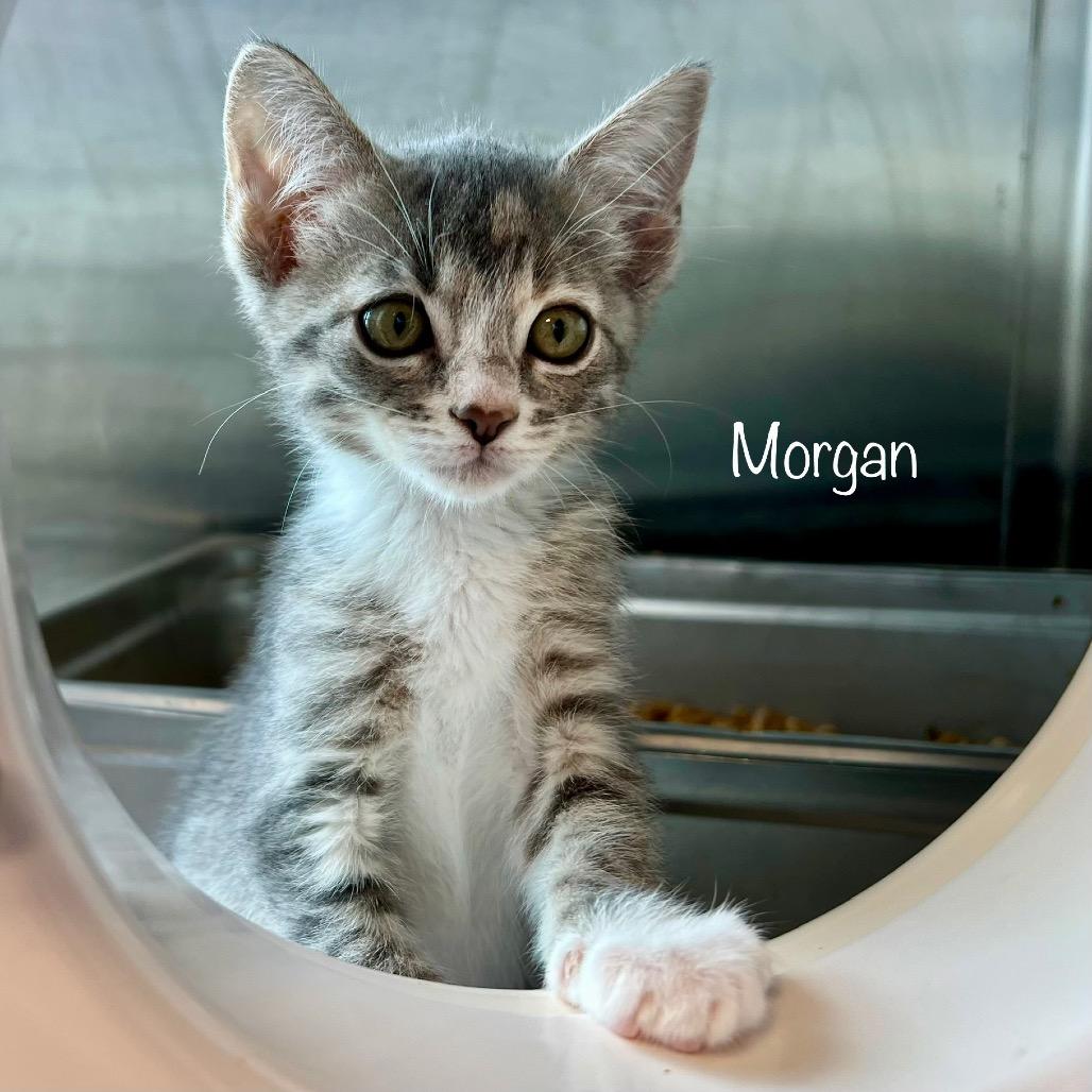 Morgan