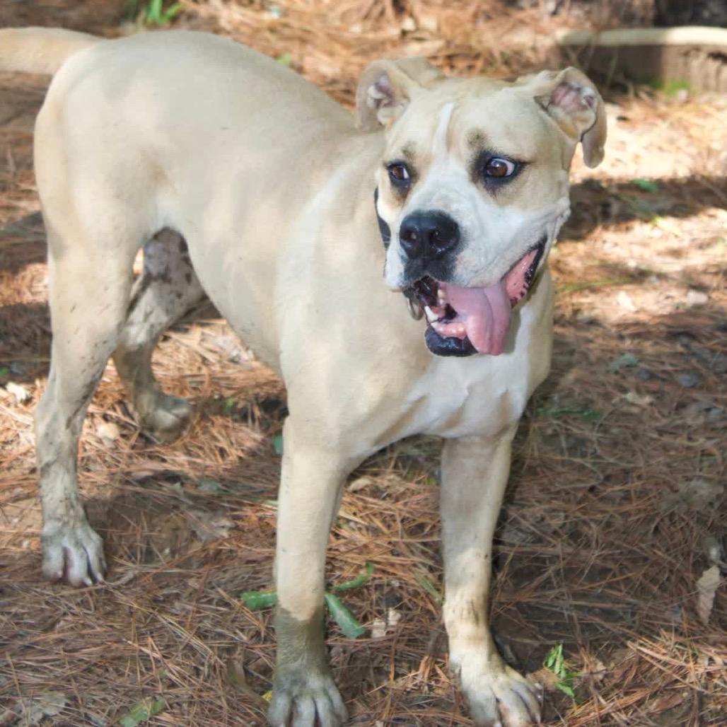 Nugget (Adoption Fee SPONSORED!)