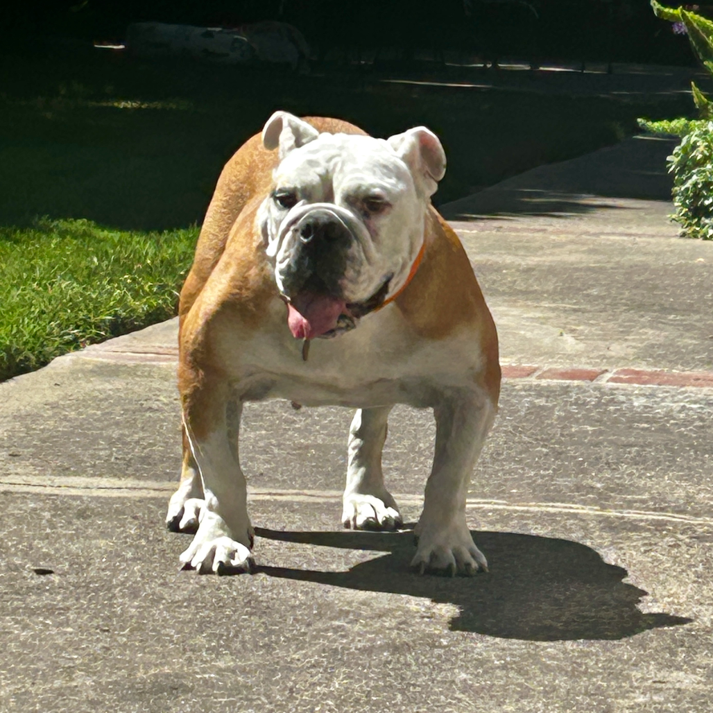 Lila