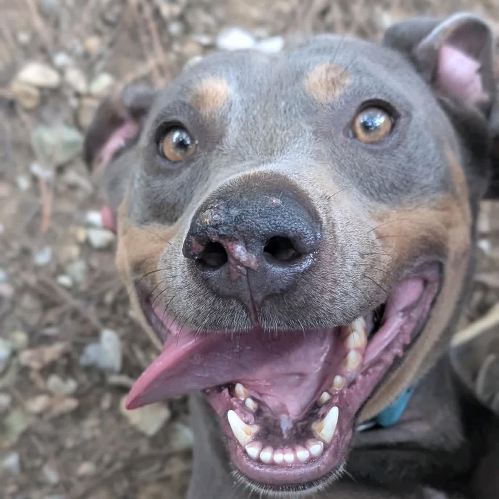 Dobby (Adoption Fee SPONSORED!)