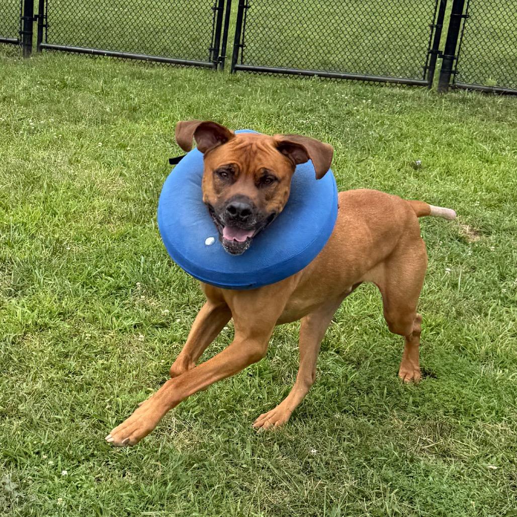 Meatball