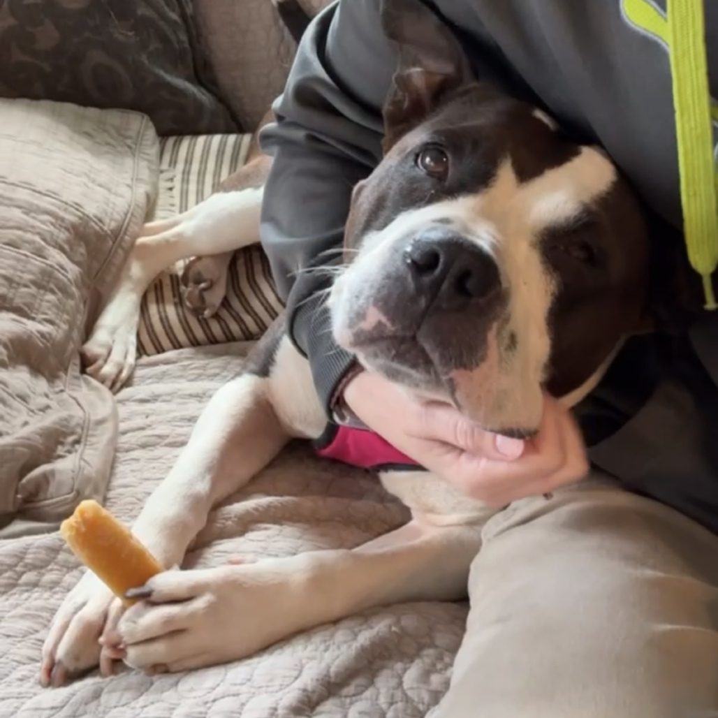 Rosa (Adoption Fee SPONSORED!)