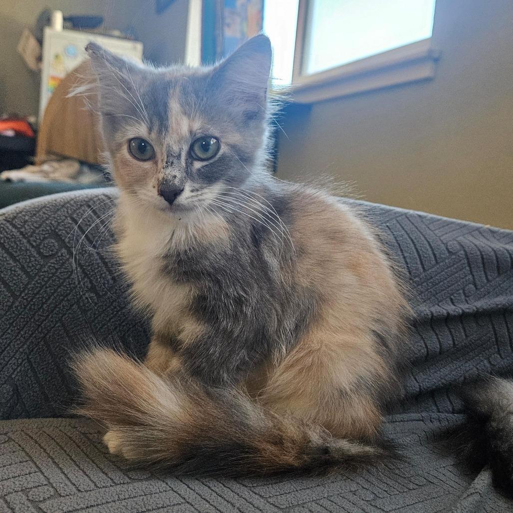 Evie