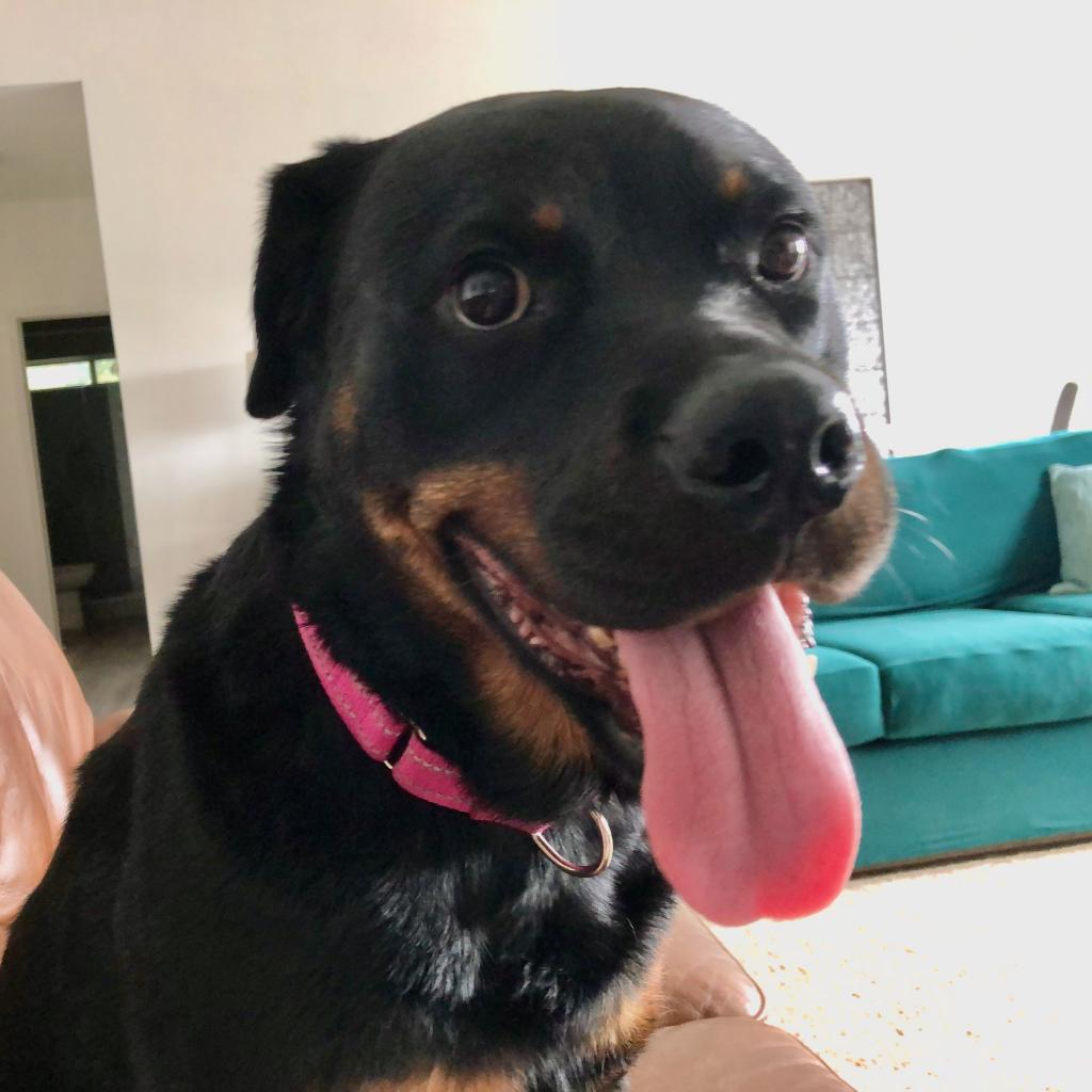 Adoptable Rottweiler Dogs | Chewy.com