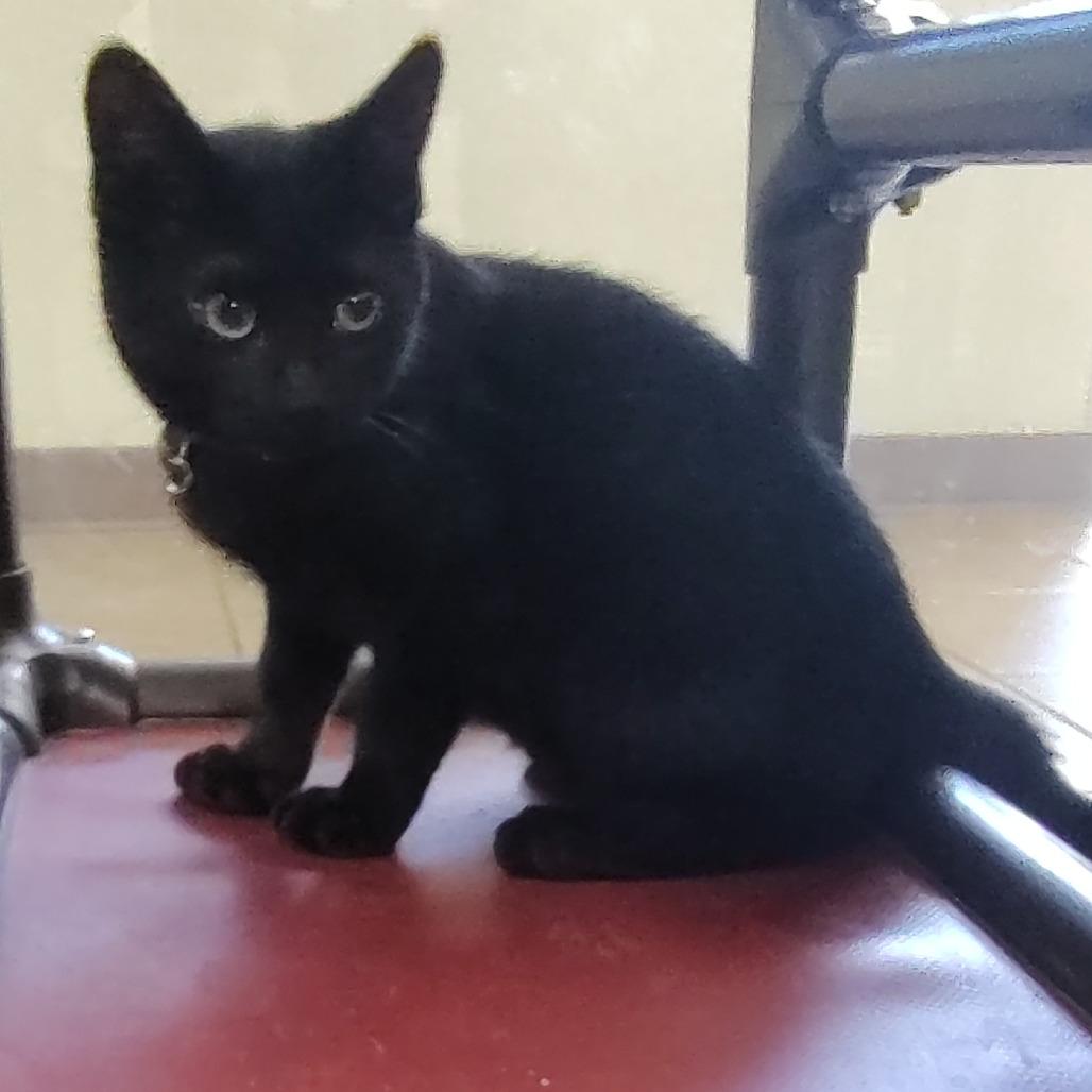 Basil