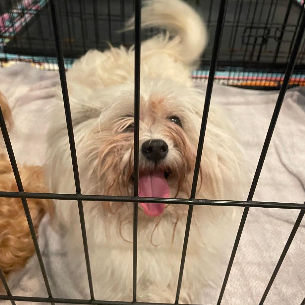 Picture of Teddy