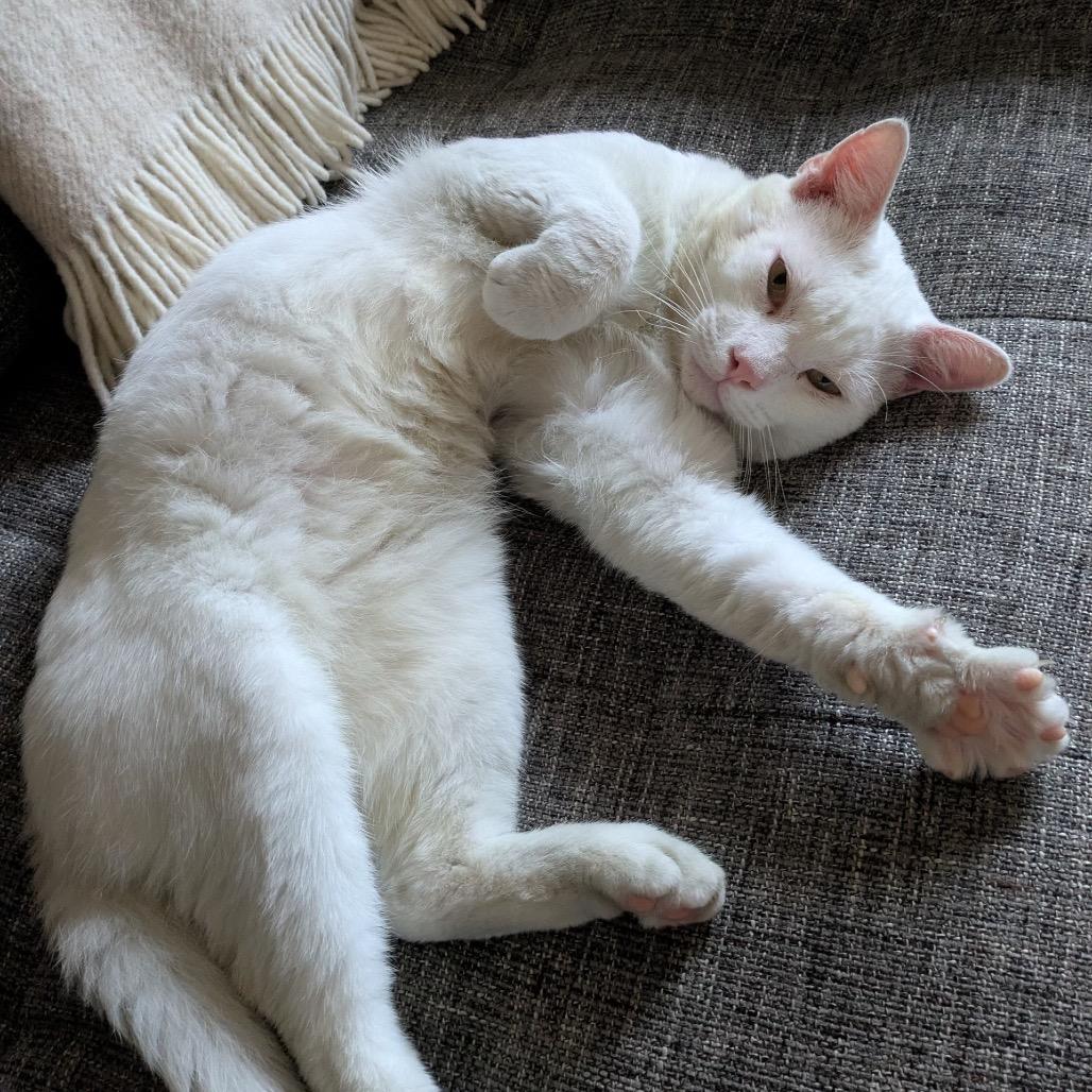 Peanut (FKA Beast)