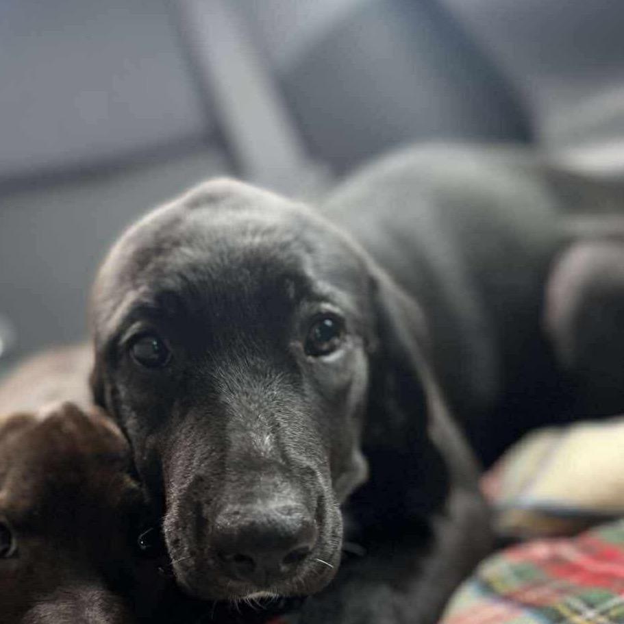 piper