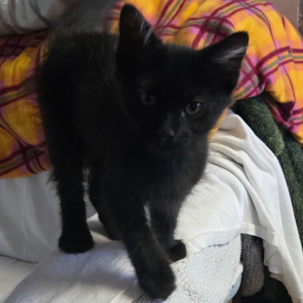 Onyx