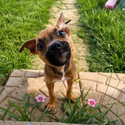 Petunia