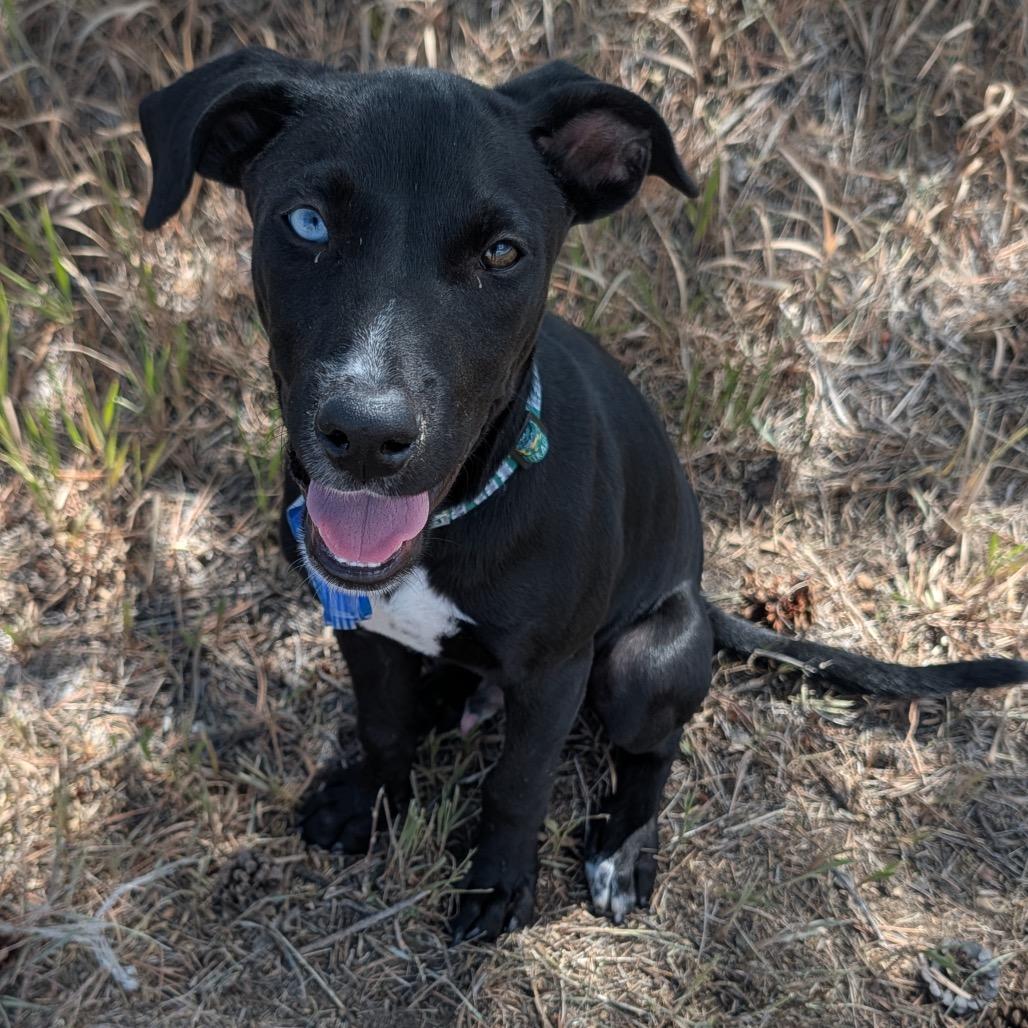 880 (2026) Otis