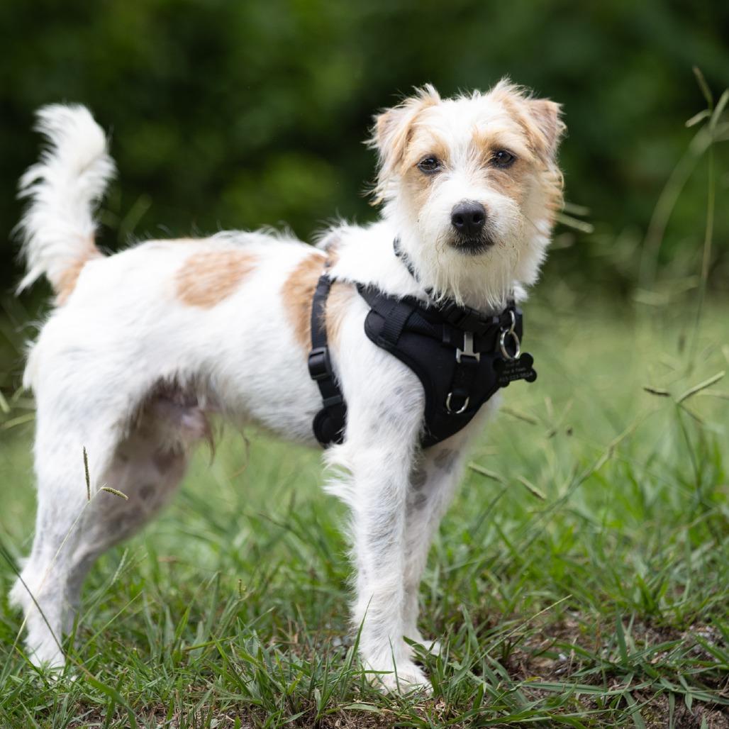 Picture of Rufus