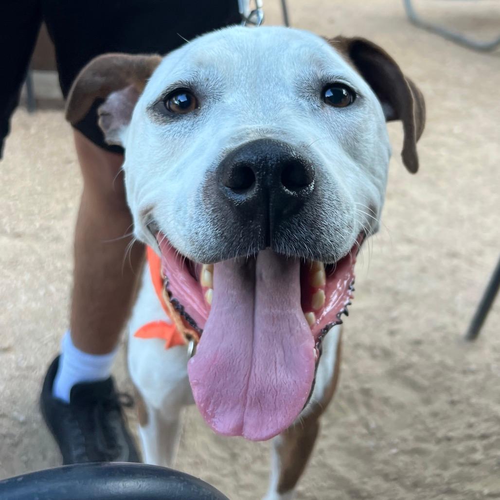 Baxter