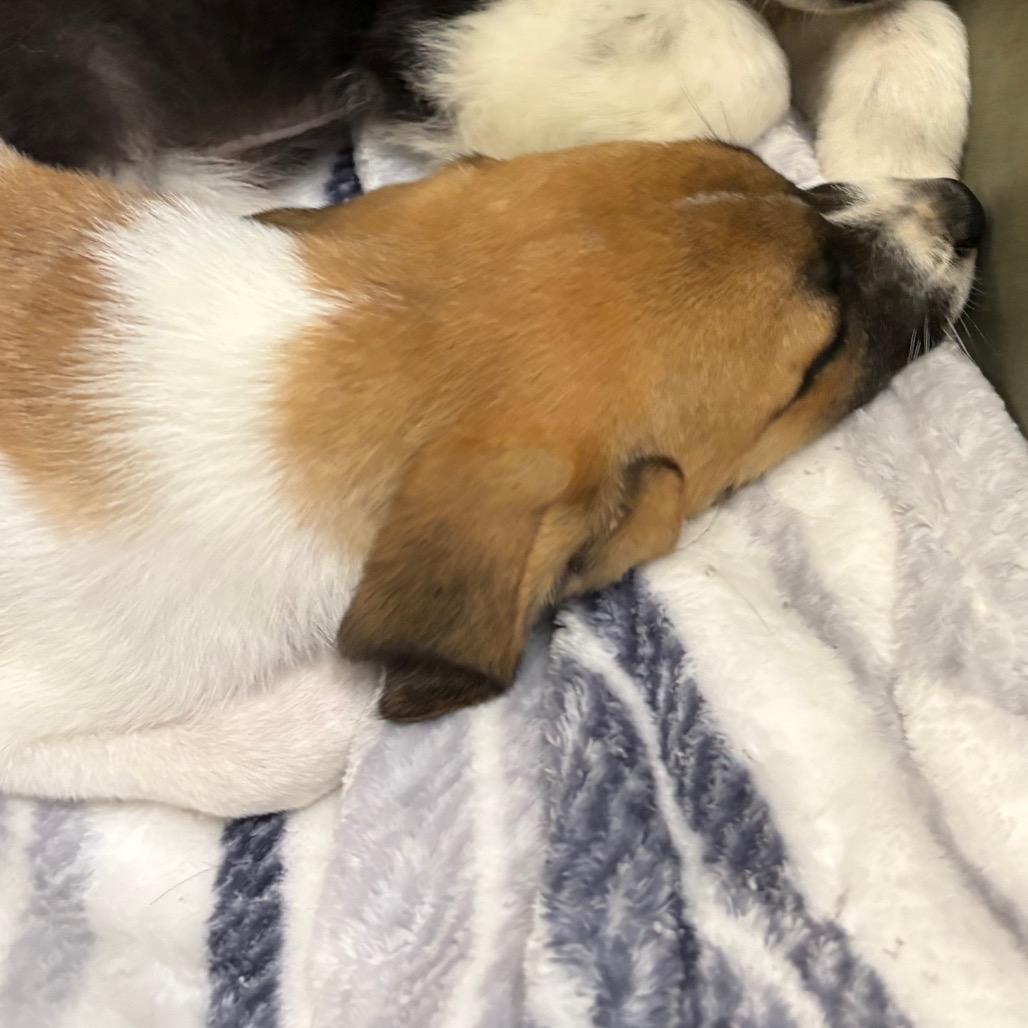 Stella