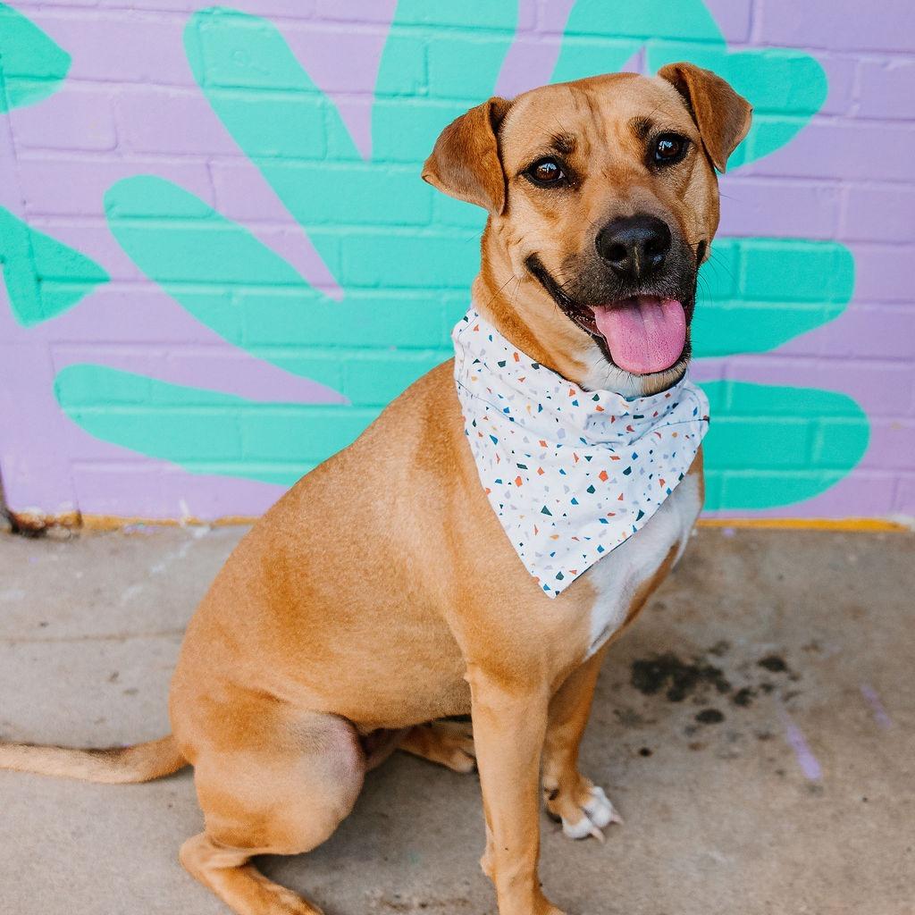 Adopt a Dog in Concord Nc: Find Your Furry Friend Today