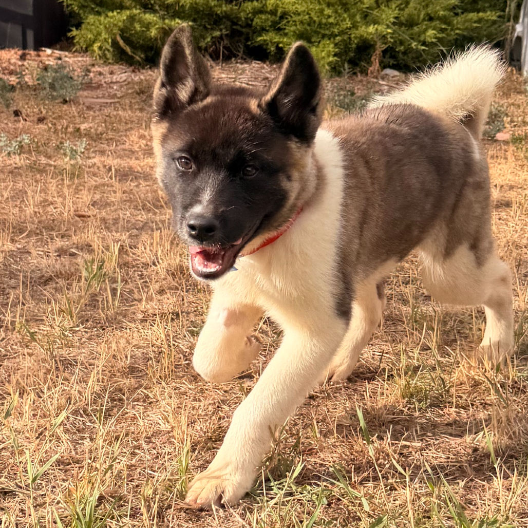 863 (2026) Luna/Sakura