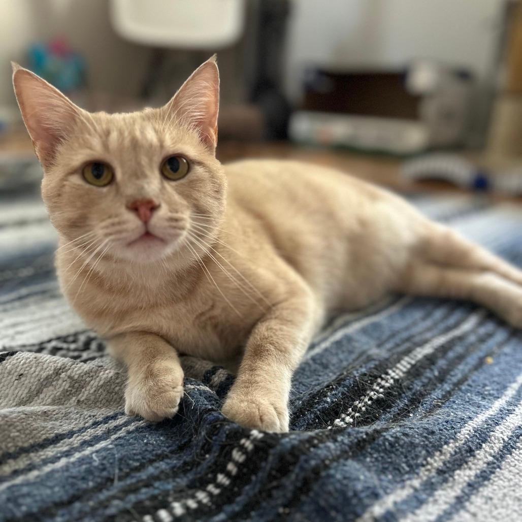 Cheeto