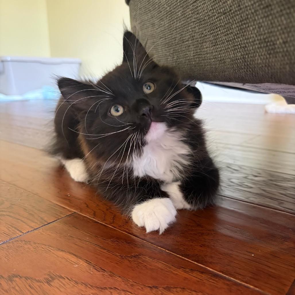 Bo