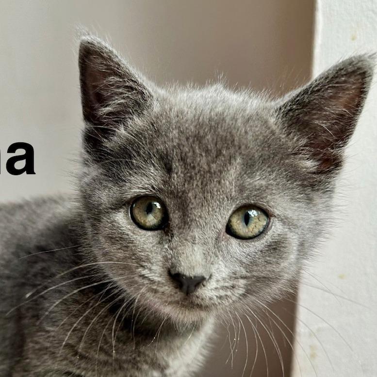 Mocha Y019
