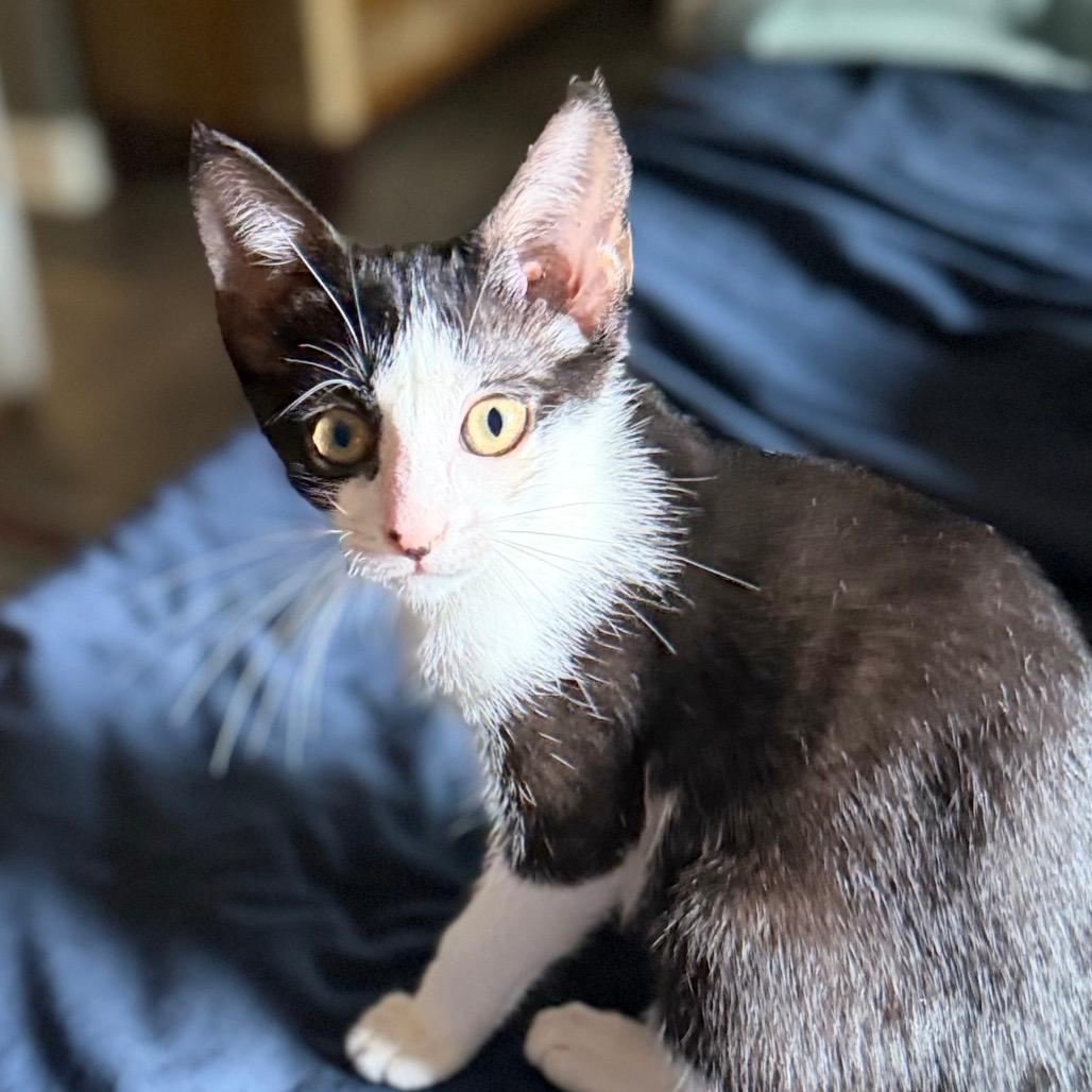 Willow (home adoption)