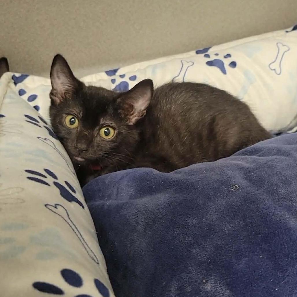 Max