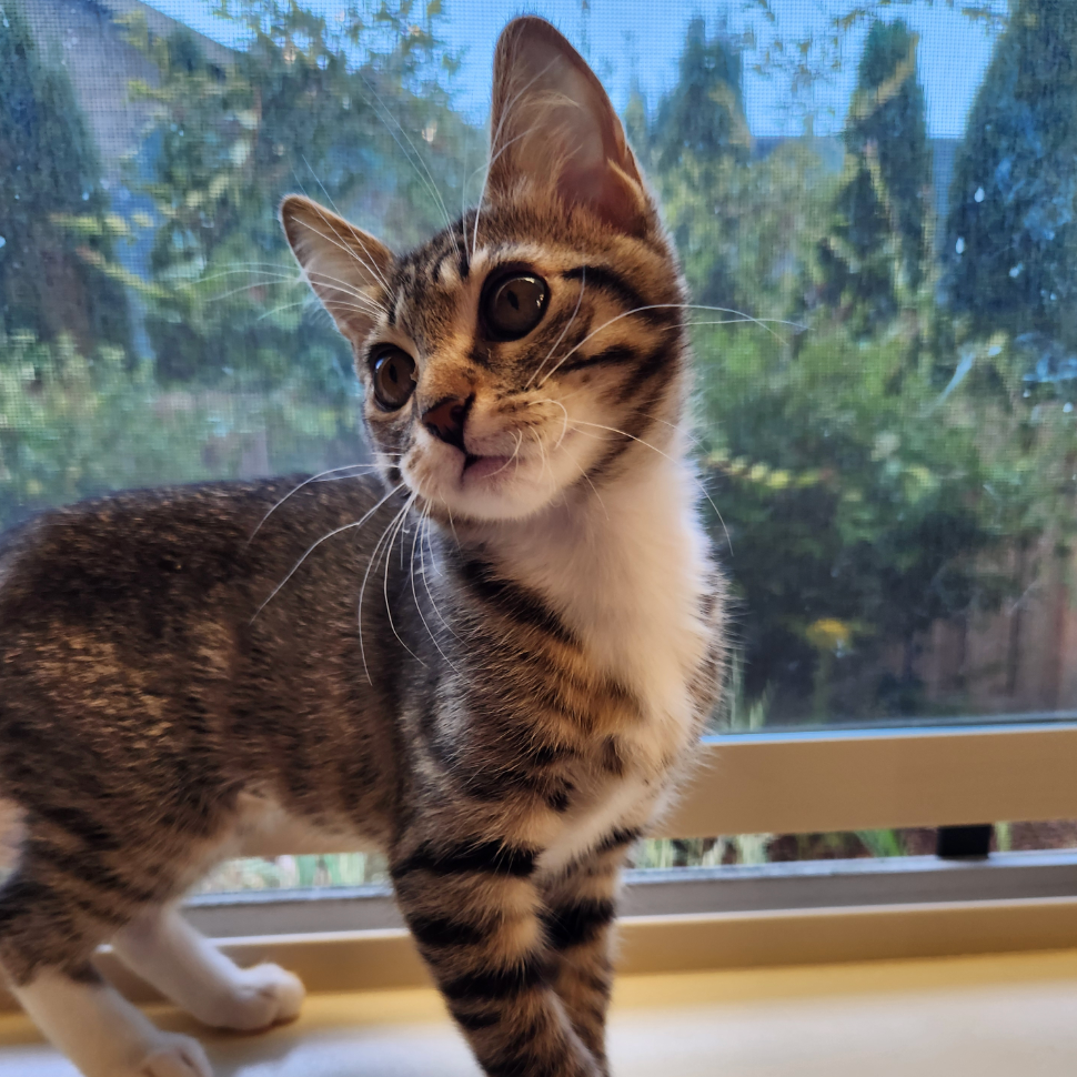 Willow