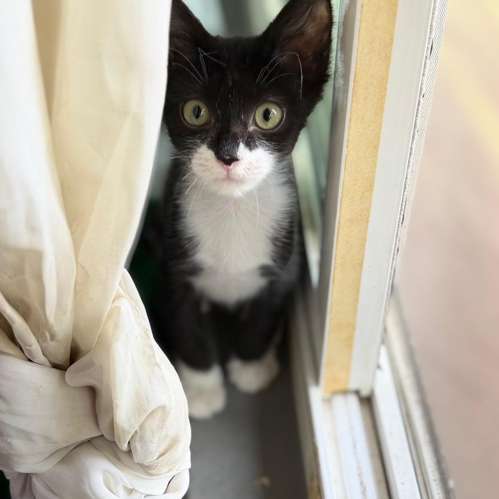 Badger (home adoption)